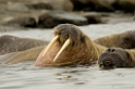 Walrus (Hvalros)